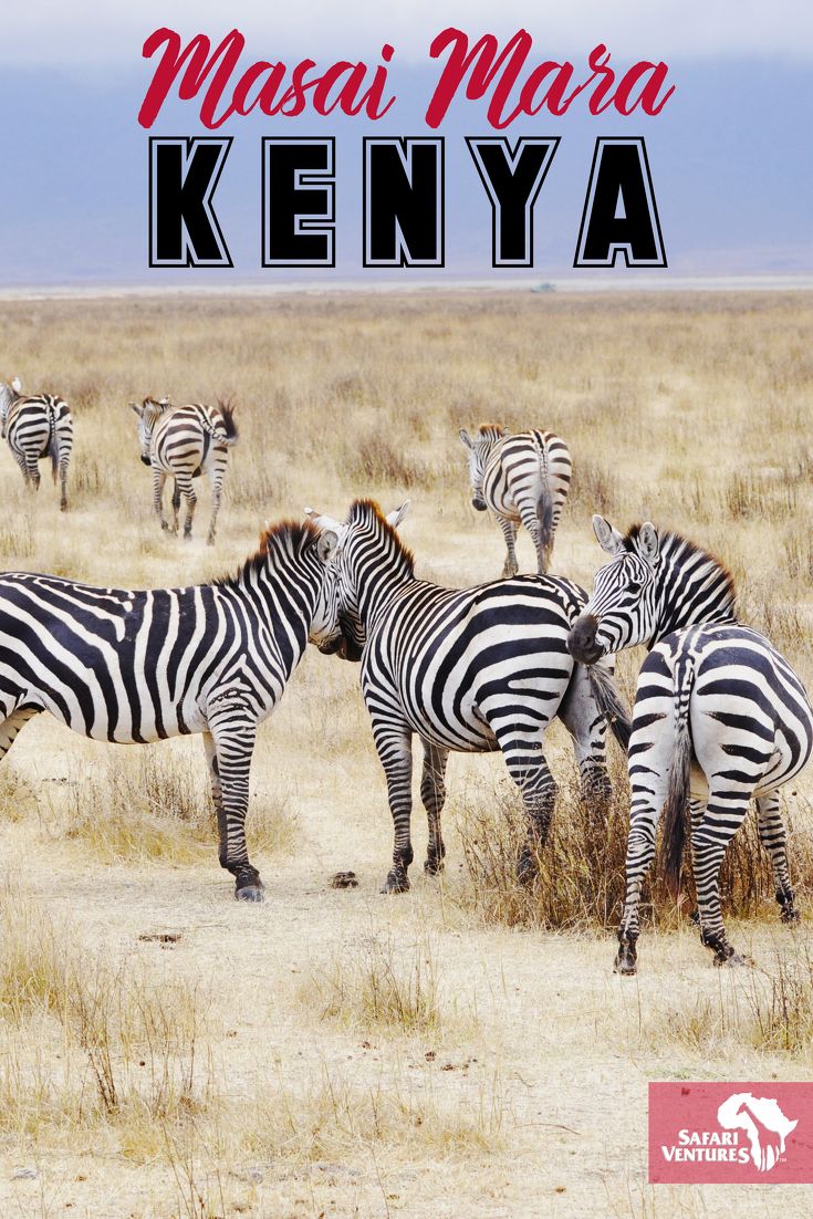 7-Day Masai Mara/Nakuru/Naivasha/Amboseli Budget Safari